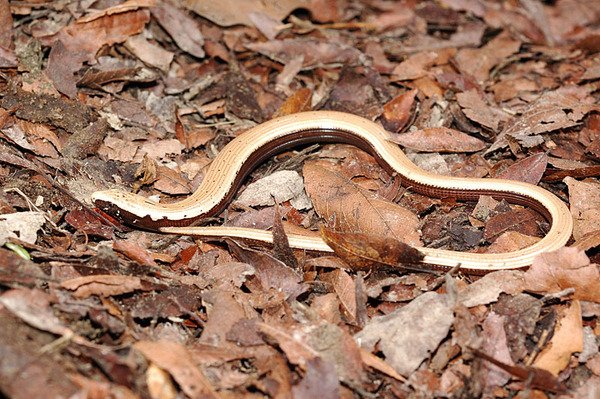 脆蛇蜥(Ophisaurus harti)的幼蜥