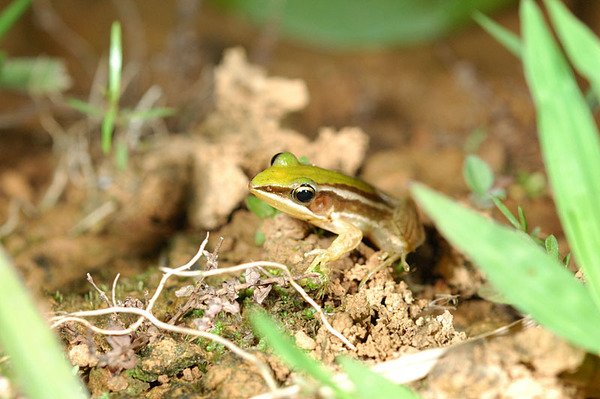 台北赤蛙(Rana taipehensis)