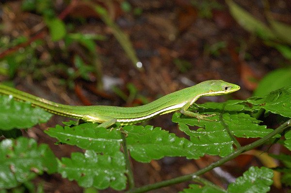 梭德氏草蜥(Takydromus sauteri)