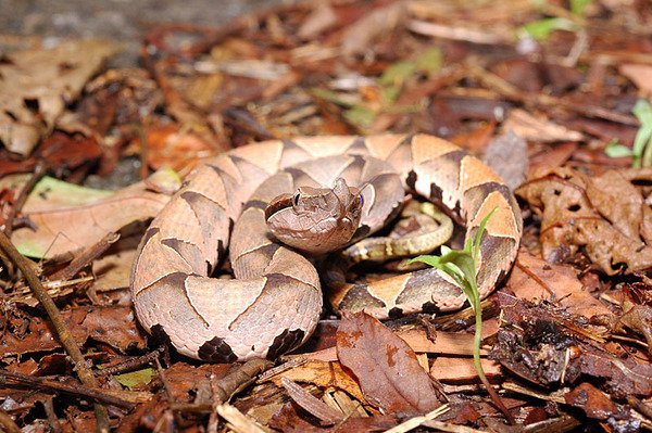 百步蛇(Deinagkistrodon acutus)的幼蛇