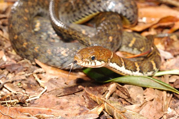 未知種類腹鏈蛇(Amphiesma.sp)