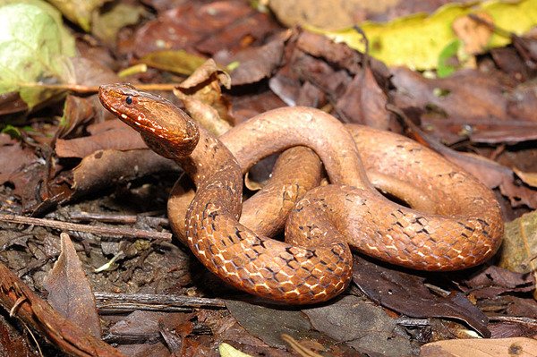 茶斑蛇(Psammodynastes pulverulentus)