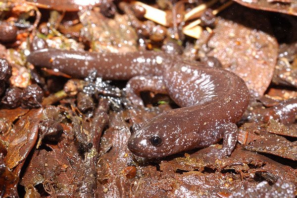 觀霧山椒魚(Hynobius sp.)