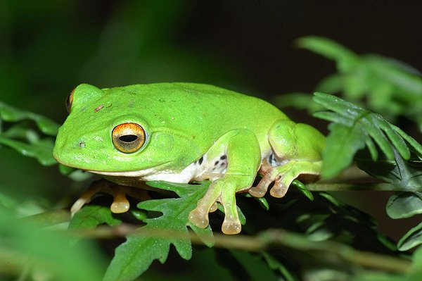 莫氏樹蛙(Rhacophorus moltrechti)