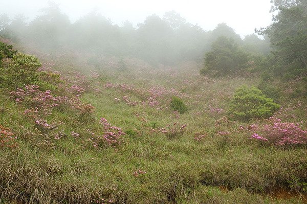 山坡上的花