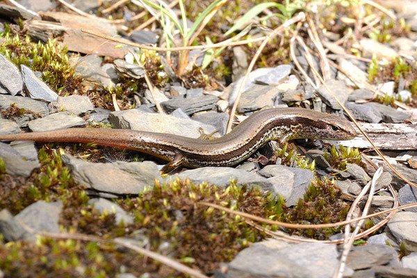 台灣蜓蜥(Sphenomorphus taiwanensis)