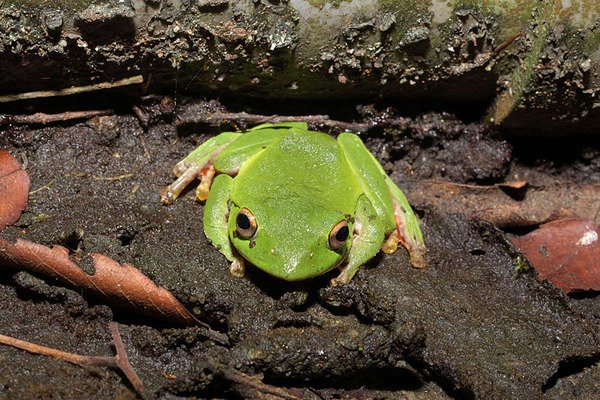 莫氏樹蛙(Rhacophorus moltrechti)