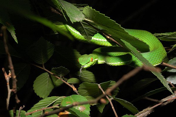 赤尾青竹絲(Trimeresurus stejnegeri stejnegeri)