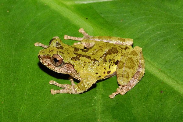 艾氏樹蛙(Chirixalus eiffingeri)