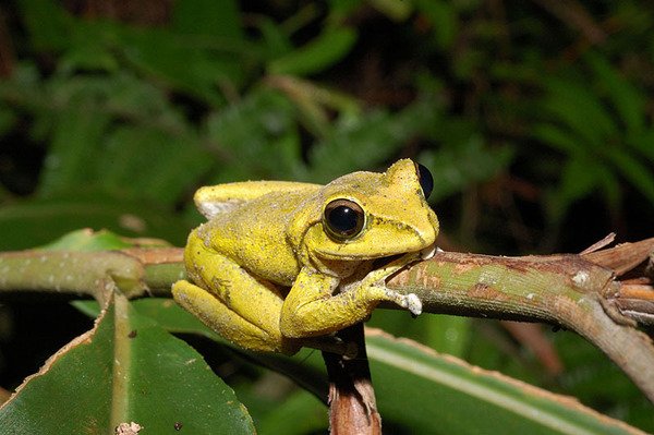 褐樹蛙(Buergeria robusta)