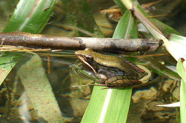 腹斑蛙(Rana adenopleura)