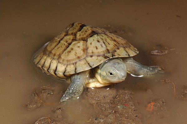 柴棺龜(Mauremys mutica mutica)