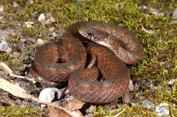 梭德氏游蛇(Amphiesma sauteri)