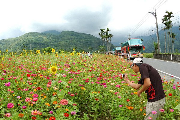 阿白和波斯菊花海