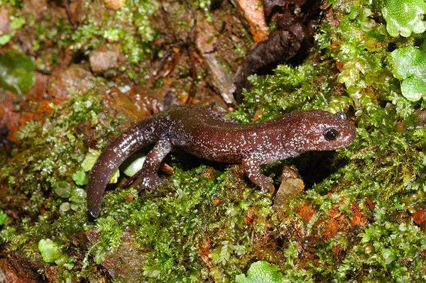 觀霧山椒魚(Hynobius fuca)