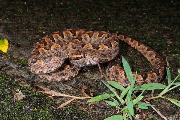 先島烙鐵頭(Protobothrops elegans)