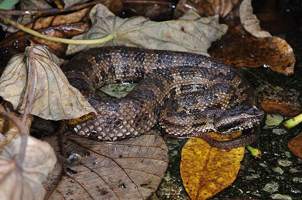 沖繩烙鐵頭(姬波布，Trimeresurus okinavensis)