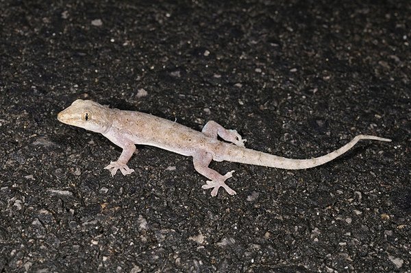 疣尾蝎虎(Hemidactylus frenatus)