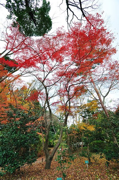 植物園內