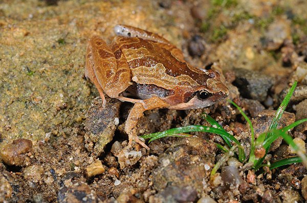 姬雨蛙(Microhyla ornata)