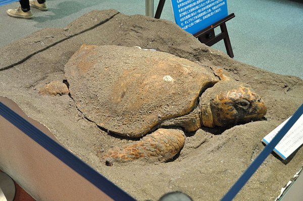 赤蠵龜(Caretta caretta)