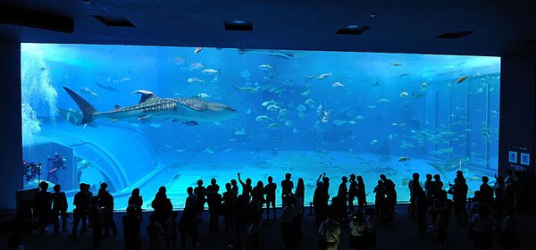 全世界最大的一缸水族箱!!