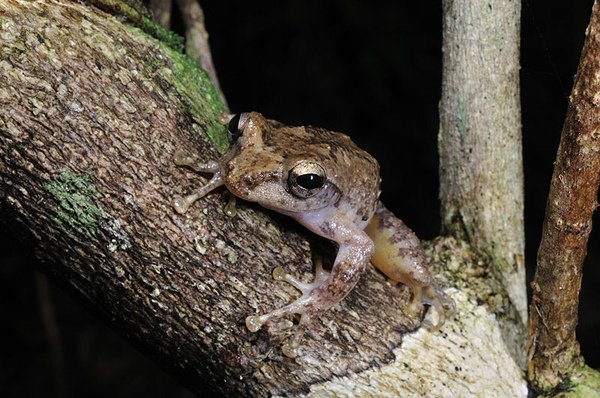 艾氏樹蛙(Kurixalus eiffingeri)