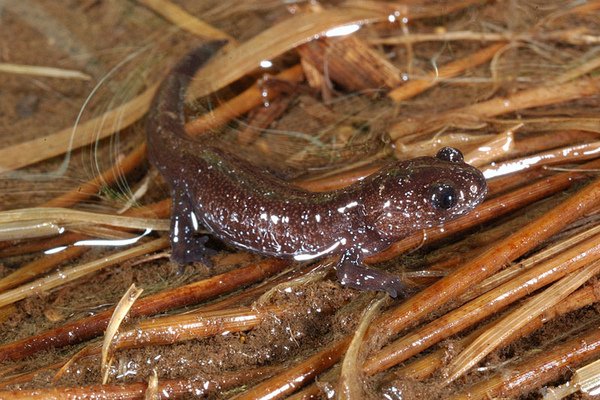阿里山山椒魚(Hynobius arisanensis)