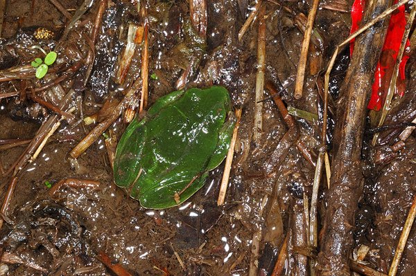 找山椒魚時後順便找到的莫氏樹蛙(Rhacophorus moltrechti)