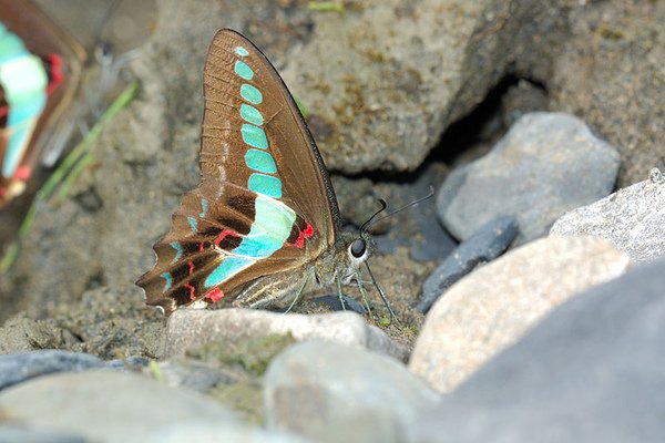 青帶鳳蝶