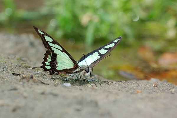 寬青帶鳳蝶