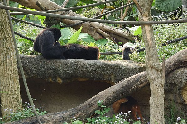 動物園的長臂猿和牠們的小寶寶