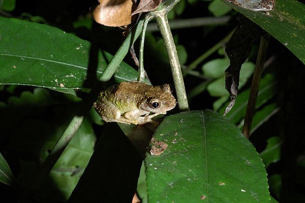 艾氏樹蛙(Chirixalus eiffingeri)