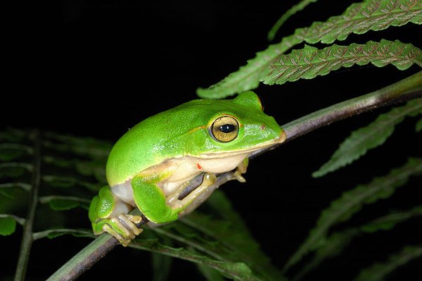 翡翠樹蛙(Rhacophorus smaragdinus)