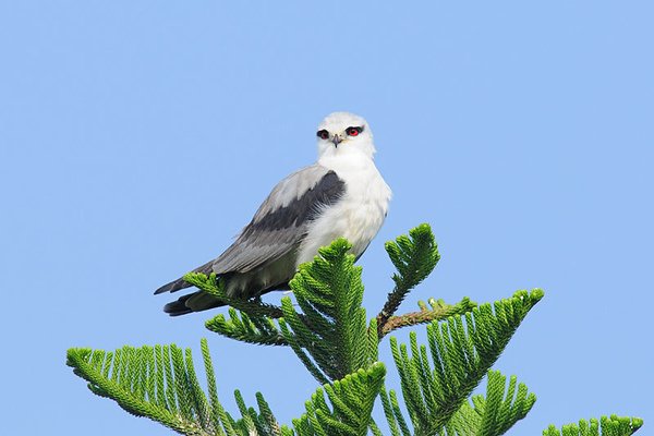 黑翅鳶