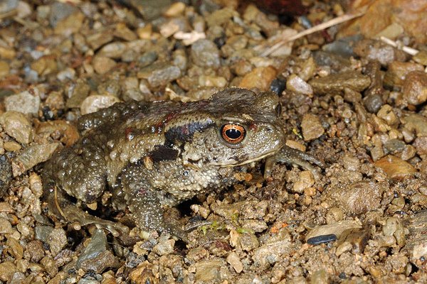 盤古蟾蜍(Bufo bankorensis)