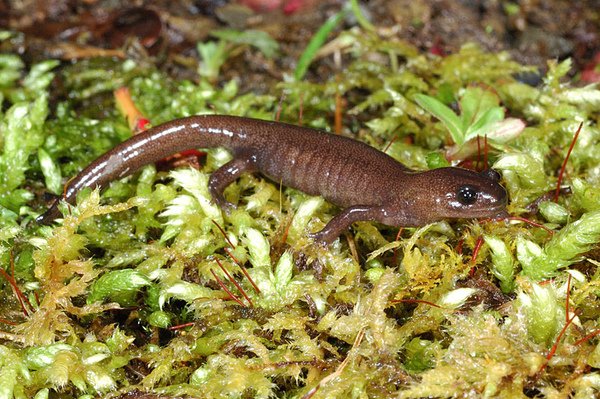 阿里山山椒魚(Hynobius arisanensis)