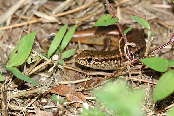 印度蜓蜥(Sphenomorphus indicus)