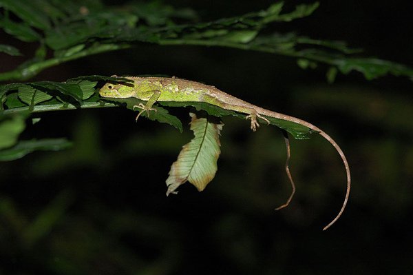 晚上在睡覺的黃口攀蜥(Japalura polygonata xanthostoma)