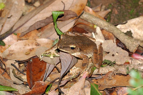 布氏樹蛙(Polypedates braueri)