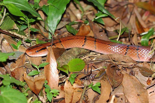 步道邊遇到的紅竹蛇(Elaphe porphyracea nigrofasciate)