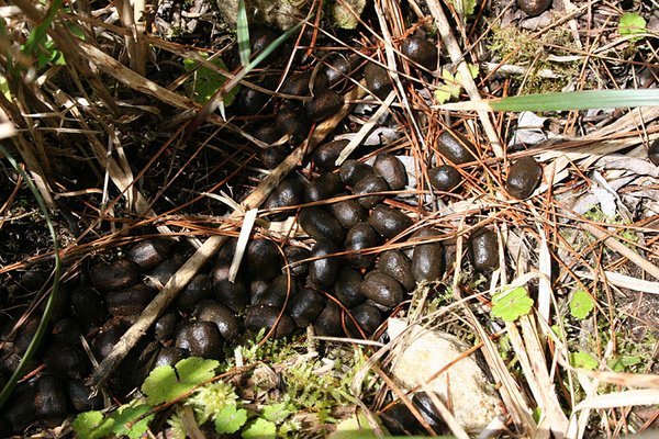 那一帶山上水鹿排遺用〝滿地都是〞來形容是一點都不誇張