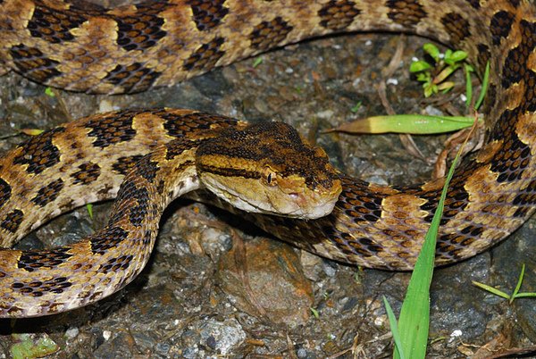 龜殼花(Trimeresurus mucrosquamatus)