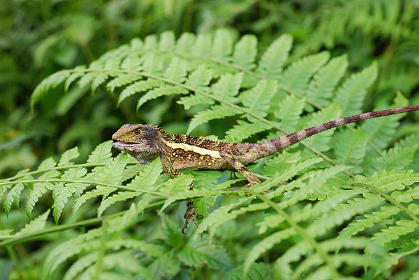 斯文豪氏攀蜥(Japalura swinhonis)