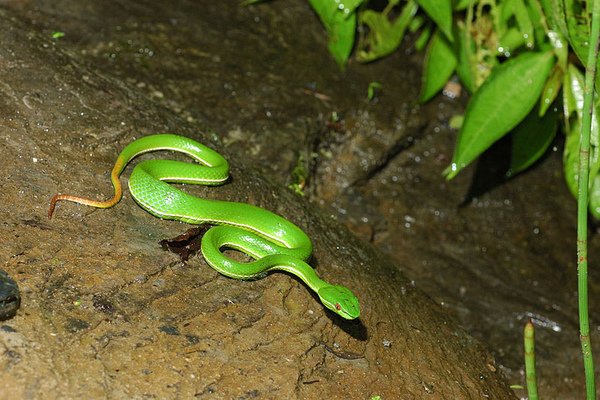 坐等中的赤尾青竹絲(Trimeresurus stejnegeri stejnegeri)