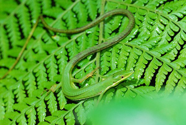 梭德氏草蜥(Takydromus sauteri)