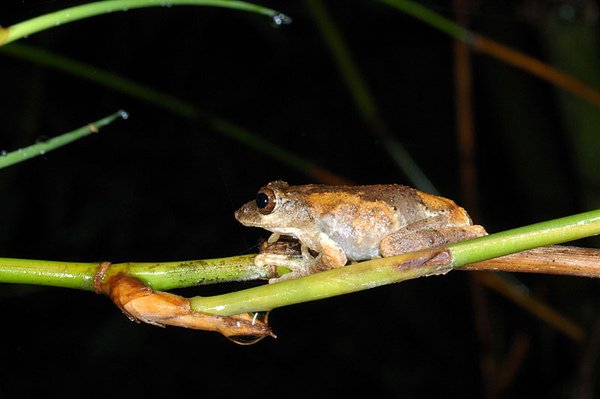 面天樹蛙(Kurixalus idiootocus)