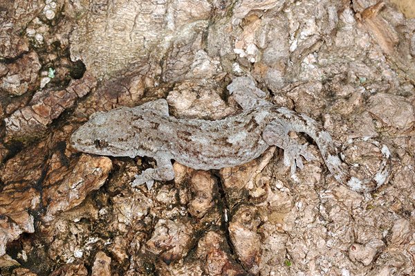 鉛山壁虎(Gekko hokouensis)