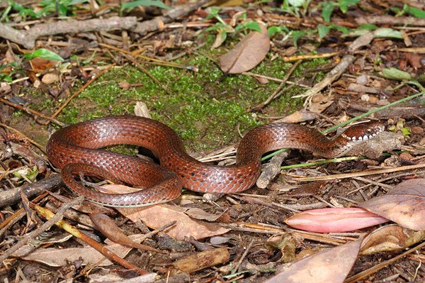 梭德氏游蛇(Amphiesma sauteri sauteri)