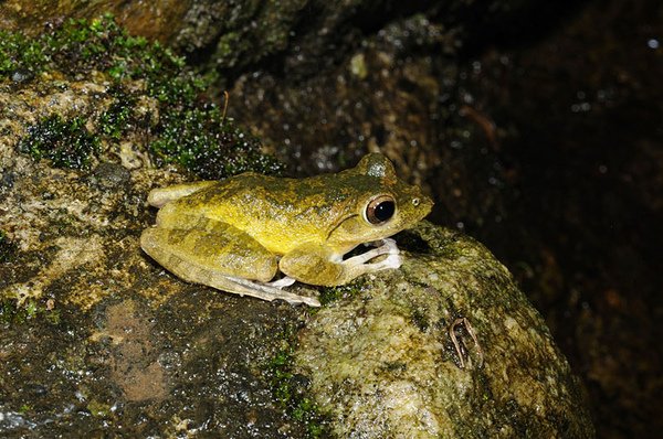 褐樹蛙(Buergeria robusta)